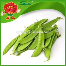 China Sweet Peas without Pesticide Residue